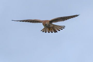 Turmfalke / Gewöhnlicher Turmfalke (Falco tinnunculus)