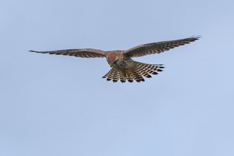 Kestrel / Common kestrel (Falco tinnunculus) by Henk de Boer