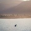 Springende walvis in Hermanus Zuid Afrika van Thea.Photo