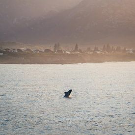 Springende walvis in Hermanus Zuid Afrika van Thea.Photo