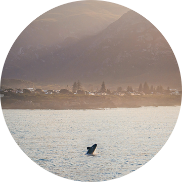 Springende walvis in Hermanus Zuid Afrika van Thea.Photo