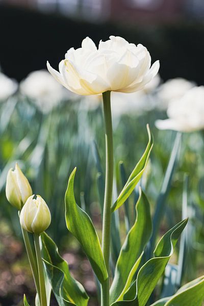 Weiße Tulpe im Frühling von Marc Heiligenstein