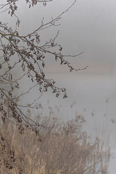 Mist