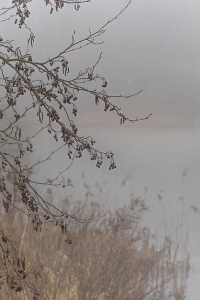 Fog by Marieke Deinum