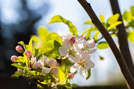 Printemps (floraison)