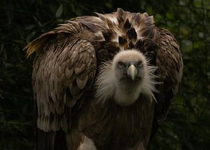 Gänsegeier