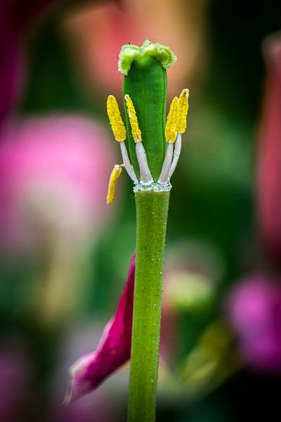 Stampers spent tulip by Edwin Boer