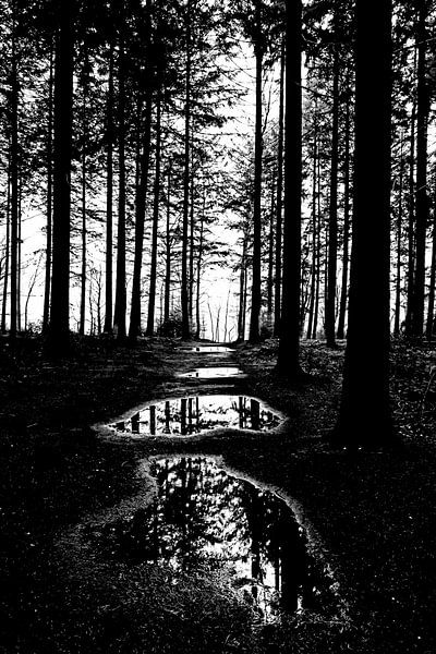 Forêt noire et blanche par Wouter Krom