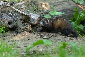 Lapins à la recherche de nourriture