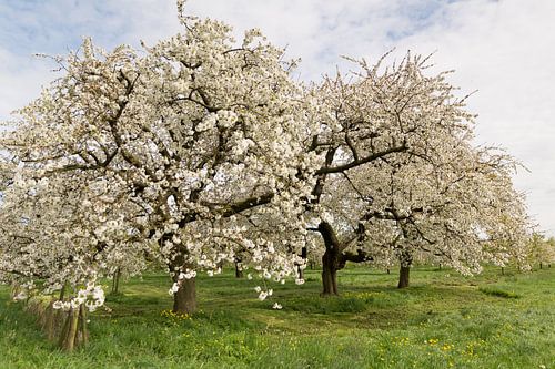 Kersenbomen in bloei