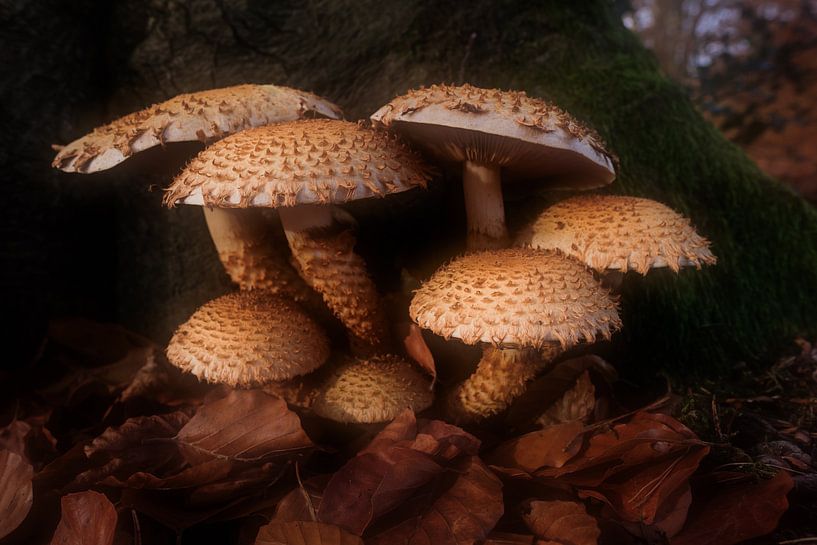 Scaly bundle fungus by Elly van Veen