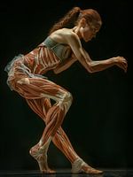 human body muscles
