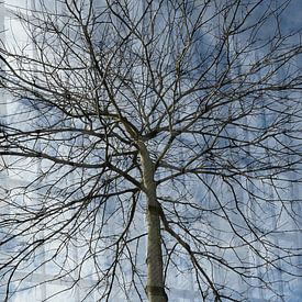 Baum von Art. by Janine