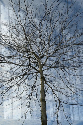 Abstracte fotografie | Fine Art Nature | Boom