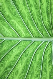 Graphisme de la nature