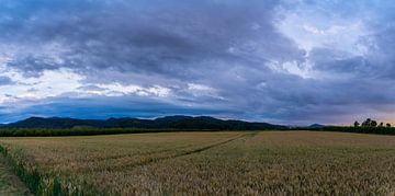 Duitsland, XXL panorama van zwarte bosvelden bij zonsondergang van adventure-photos
