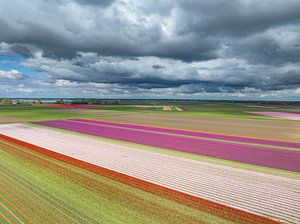 Tulpen in landwirtschaftlichen Feldern im Frühling von oben gesehen