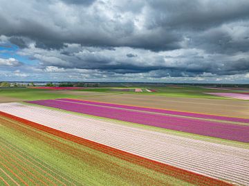 Tulpen in landbouwvelden tijdens de lente van bovenaf gezien