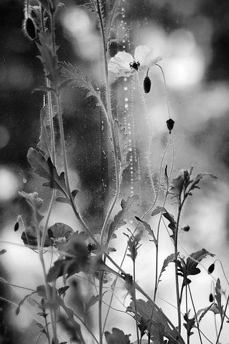 Papaver bloemen in de regen/ klaproos