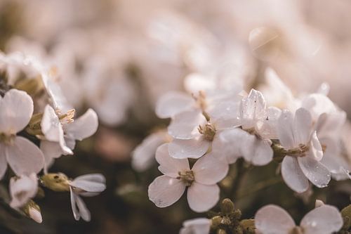 bloemen part 78