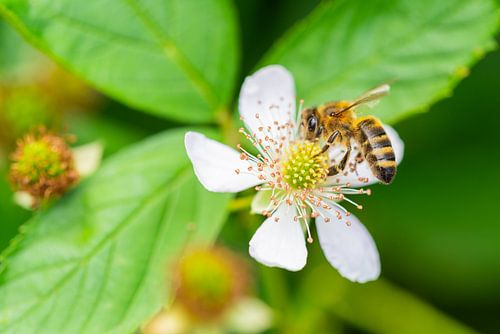 bloemen, bijen en vele andere kleine wezens