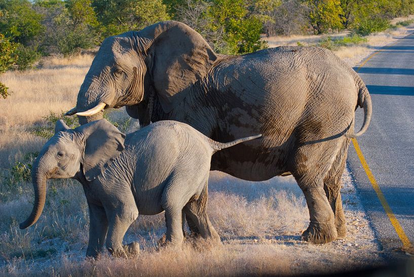 Elephant Family by Miranda Zwijgers