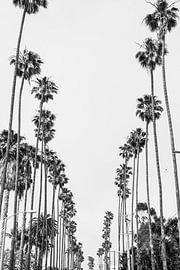 Palm Alley by Kathrin Pienaar