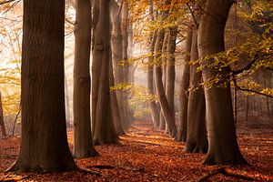Arbres courbés