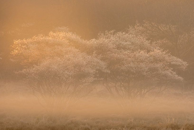 Flutlicht von Andy Luberti