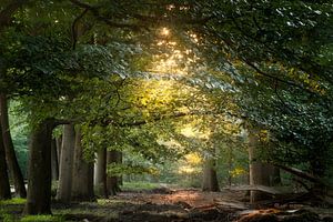 Summer forest