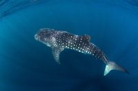 Spots and sunrays