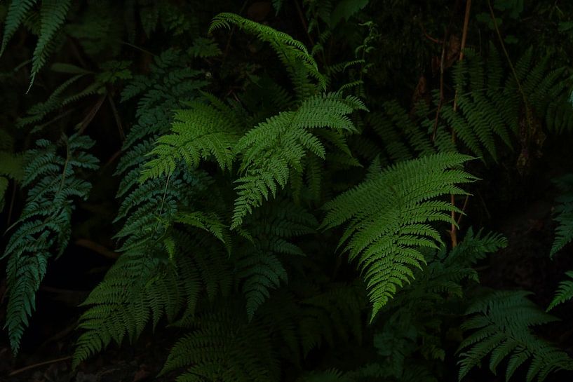 Ferns by Daansphotographyshop
