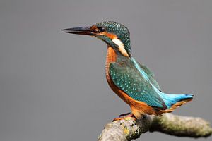 Kingfisher von Menno Schaefer