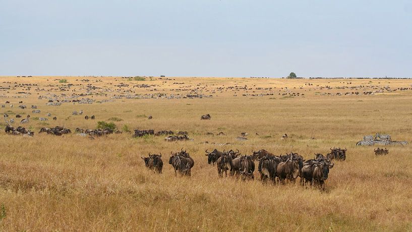 The migration of the wildebeest by Roland Brack