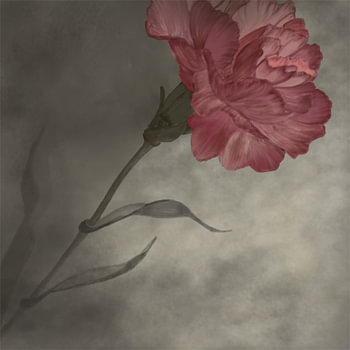 Ottoman Carnation
