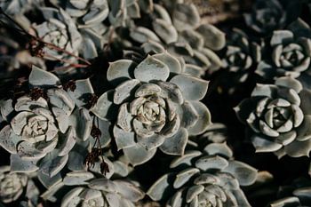 Succulent plant in Hortus Botanicus Amsterdam