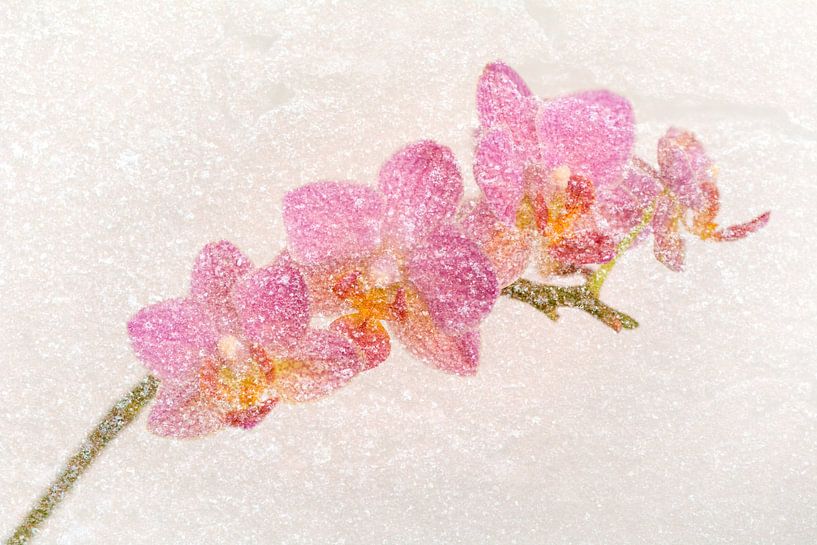 Artistic pink orchid flowers in pastel shades by Lisette Rijkers