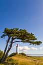 Leuchtturm Dornbusch auf der Insel Hiddensee von Werner Dieterich Miniaturansicht