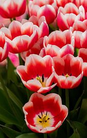 Mooie rode met wit gekleurde tulpen. by Leonie Boverhuis