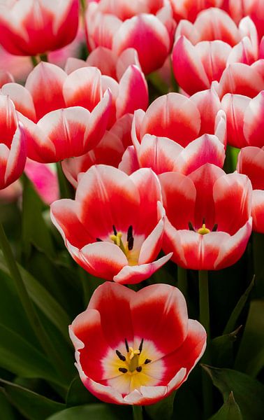 Mooie rode met wit gekleurde tulpen. van Leonie Boverhuis
