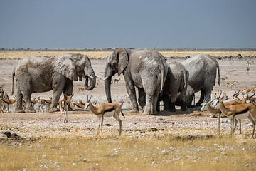 Impala's  en olifanten van Henri Kok