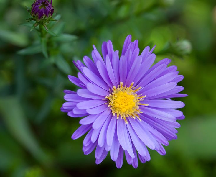 Asters van Bo Valentino