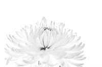 Chrysantheme in Schwarz-Weiß-Fotografie