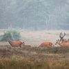 Edelherten op de heide bij Uddel, Veluwe by Evert Jan Kip