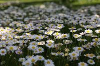 Gänseblümchen 