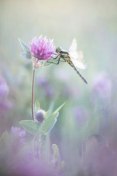 Dragonfly in the early morning light by Lia Hulsbeek Brinkman