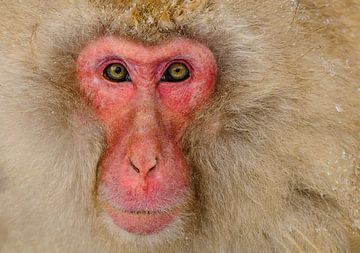 Alpha-Männchen (Japanischer Makake) von Harry Eggens