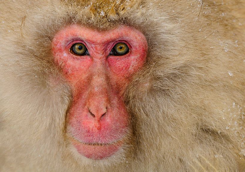 Alpha Male (Japanse Makaak) van Harry Eggens