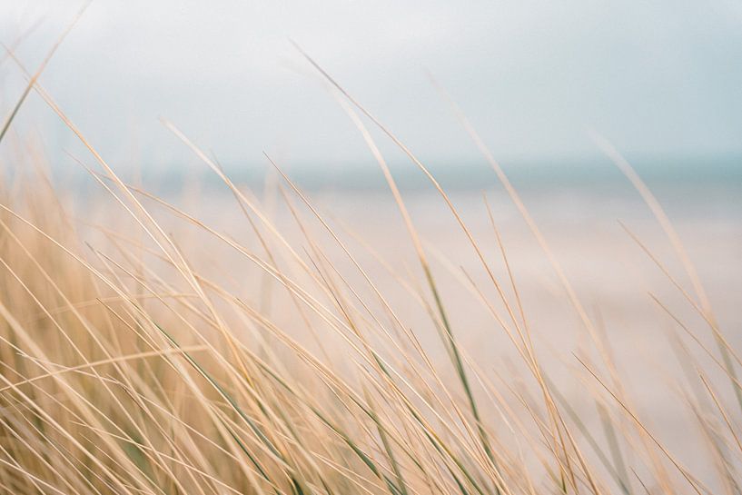 Dune grass by Laura Bosch