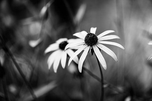 Rudbeckia fulgida zwart wit